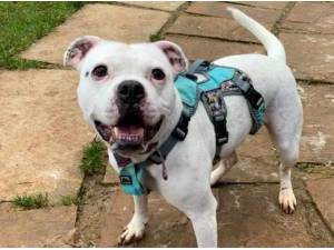 Navigation - American Bulldog
crossbreed Photo