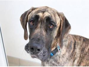Navigation - Great Dane Photo