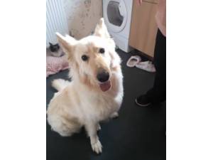 Mya - Female German Shepherd Dog Photo