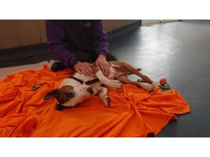 Stocky - male English Bull Terrier Photo