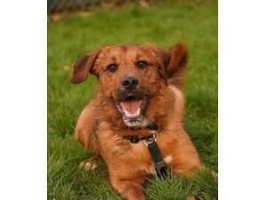Reggie - Male Crossbreed Photo