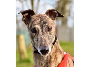 Quiver - Male Greyhound Photo