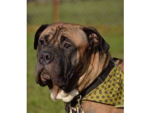 Bruno - Male Mastiff Cross Photo