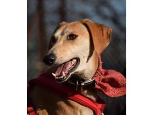Remy - Male Lurcher Photo