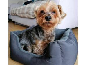 yorkshire terrier rescue kent