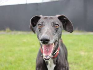 Billy - Male Lurcher Type Photo