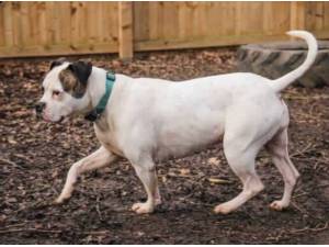 Navigation - American Bulldog
crossbreed Photo