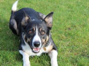 Sam - Male Border Collie Type Photo