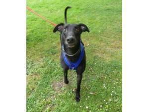 Mo - Male Greyhound Photo