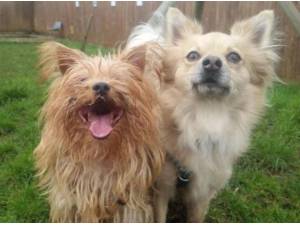 Navigation - Terrier
crossbreed Photo