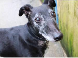 Navigation - Lurcher Photo
