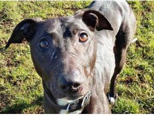 Navigation - Lurcher Photo