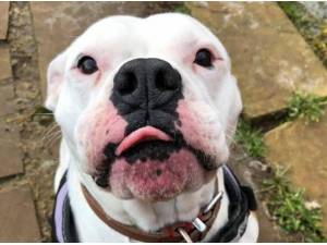Navigation - British Bulldog Photo