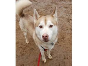 Fluke - Male Husky Photo