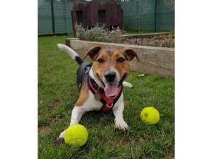 Diesel - Male Jack Russell Terrier Photo