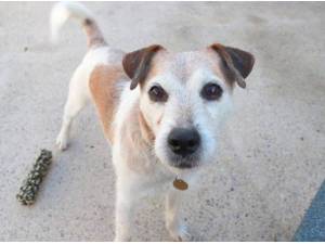 Navigation - Jack Russell Terrier
crossbreed Photo