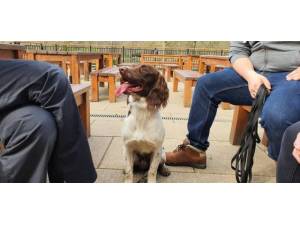 Dexter - male Springer Spaniel Photo