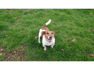 Kian - male Jack Russell Terrier Photo
