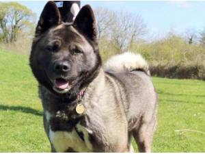 Navigation - American Akita Photo