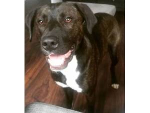 Aubrey - Male Labrador Retriever Photo