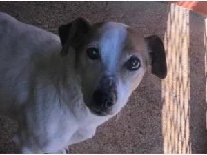 Navigation - Jack Russell Terrier Photo
