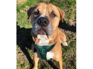 Simba - Male Mastiff Cross Photo