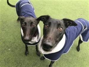 Custard - Male Greyhound Photo