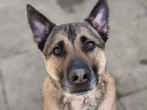 Ralph - Male Mongrel Photo