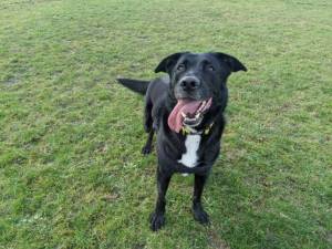 Milo - Male Retriever (Labrador) Photo