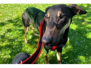 Smithers - Male Lurcher Photo