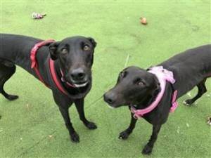 Strudel - Female Greyhound Photo