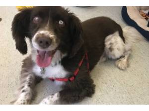 Alfie - Male Spaniel (English Springer) Photo