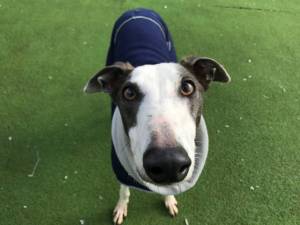 Pancake - Female Greyhound Photo