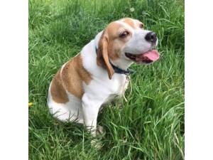 Izzy - Female Beagle Photo