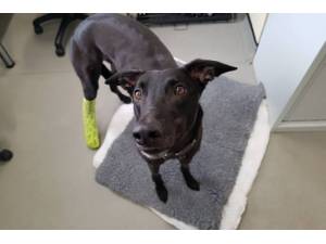 Rossi - Male Greyhound Photo
