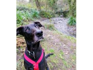 Dillon - Male Lurcher Photo