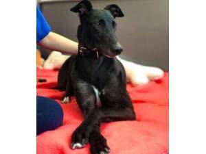 Leo - Male Greyhound Photo