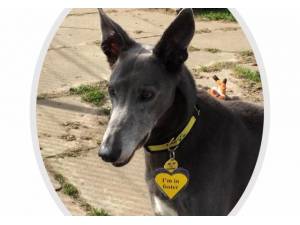 Danny - Male Lurcher Photo