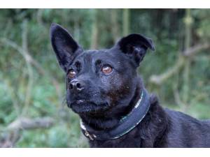 Monty - Male Patterdale Terrier Photo