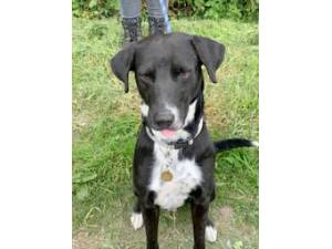 Coll - Male Cross Breed Photo