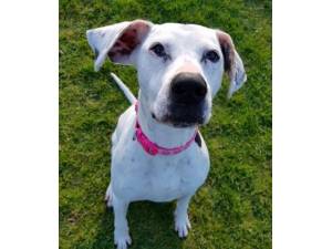 Buttons - Female Crossbreed Photo