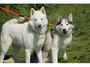 Kato - Male Siberian Husky Photo