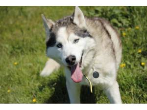 Leo - Male Siberian Husky Photo