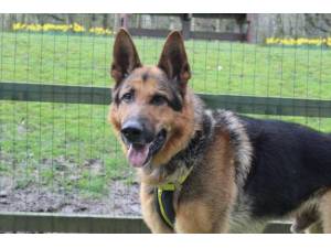 Maxi - Male German Shepherd Dog (GSD / Alsatian) Photo