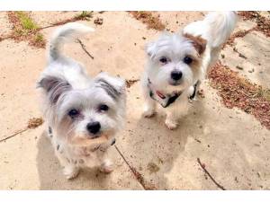 Bobby (& Reggie) - Female Terrier (West Highland) Photo