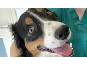 LUCKY - Male Collie: Border Photo