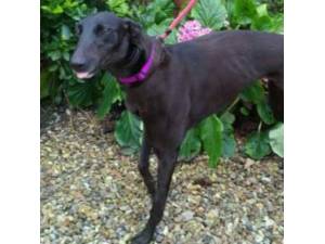 Ebony - Greyhound Photo