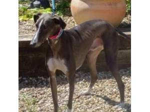 Lucky - Greyhound Photo