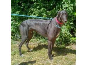 Cain - Greyhound Photo
