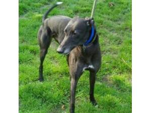 Lewis - Greyhound Photo